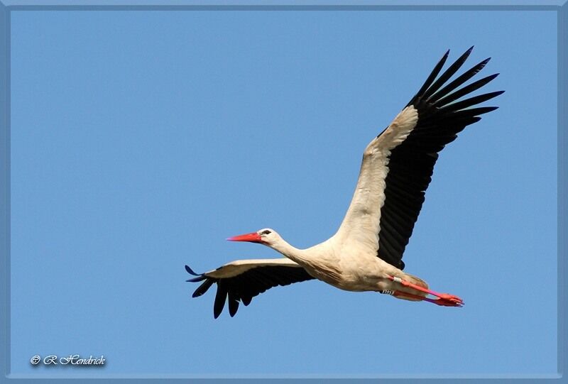 Cigogne blanche