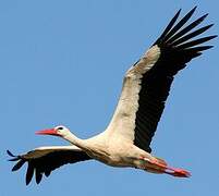 White Stork