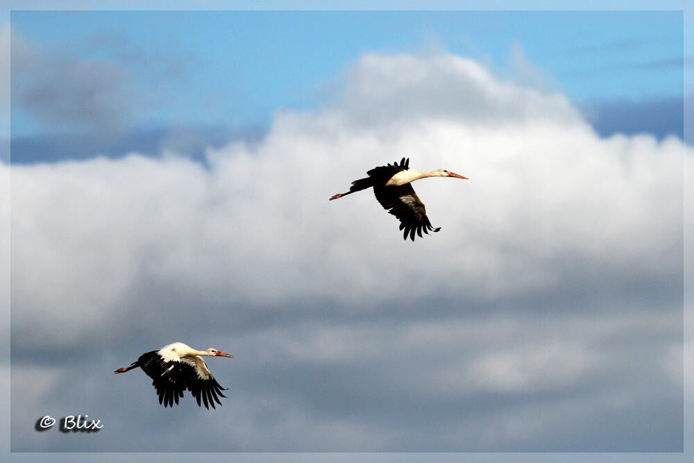 White Stork