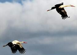 White Stork