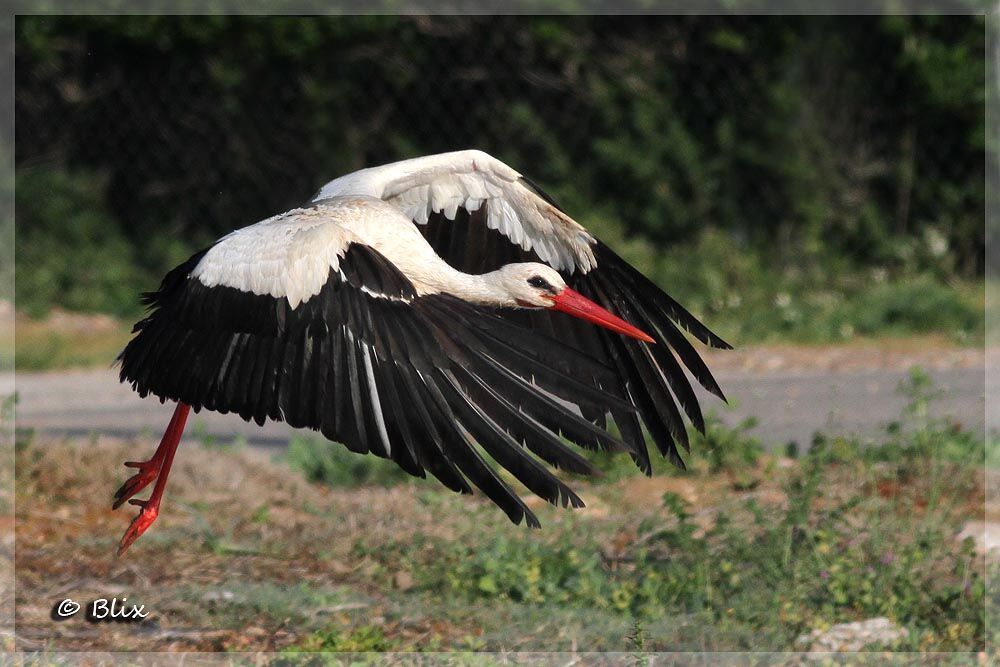 Cigogne blanche