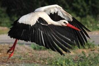 Cigogne blanche