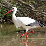 White Stork