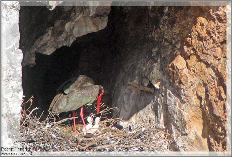 Black Stork, Reproduction-nesting