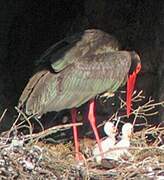 Black Stork