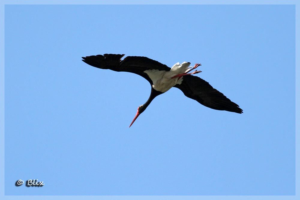 Black Stork