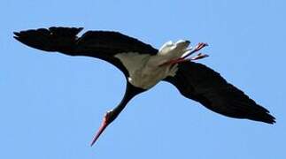 Black Stork