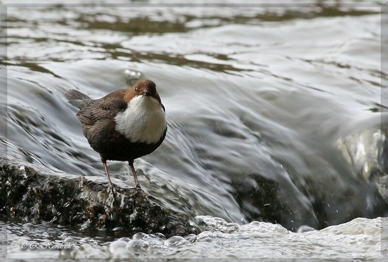 White-throated Dipper