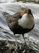 White-throated Dipper