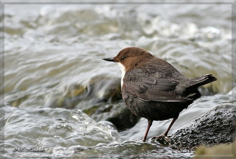 White-throated Dipper