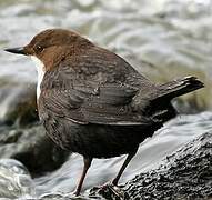 White-throated Dipper