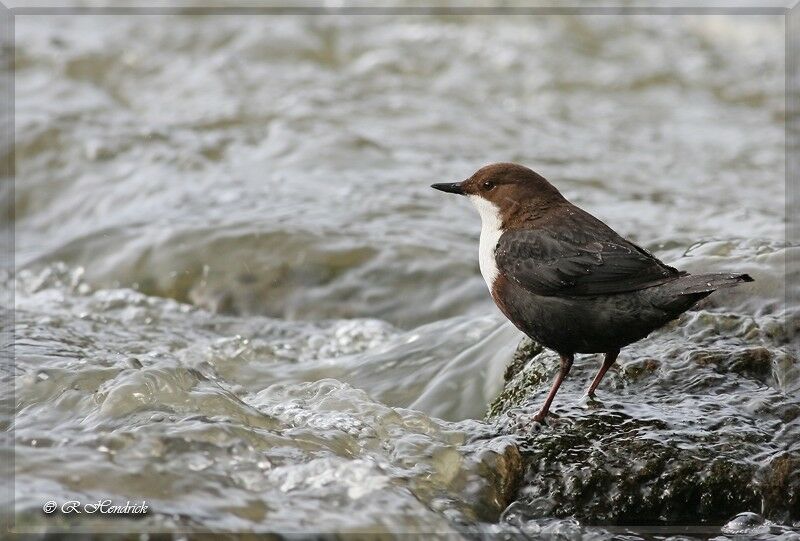 White-throated Dipper