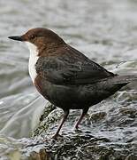 White-throated Dipper