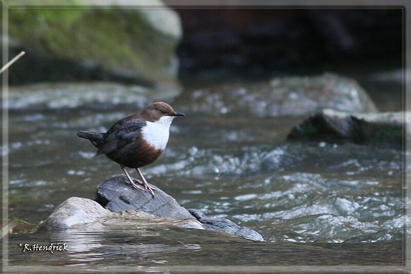 White-throated Dipper