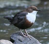 White-throated Dipper