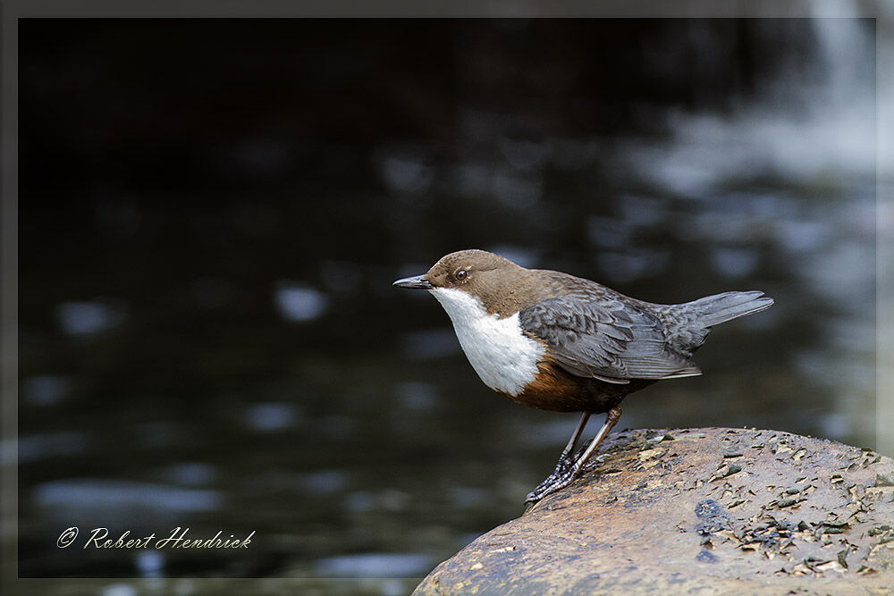 White-throated Dipper