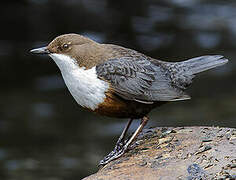 White-throated Dipper