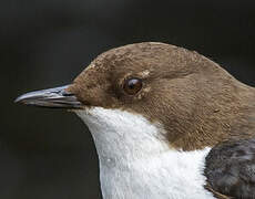 White-throated Dipper