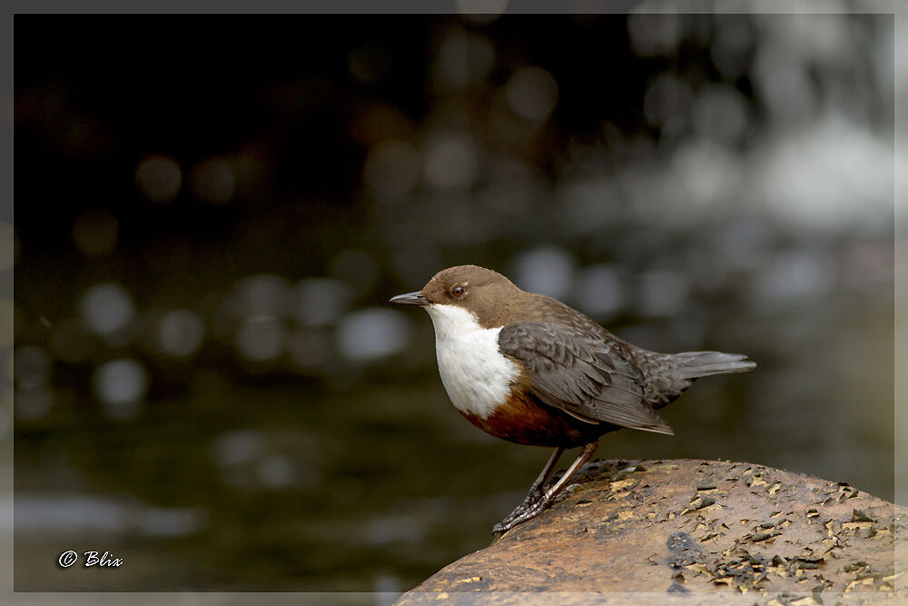 White-throated Dipper