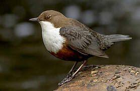 White-throated Dipper