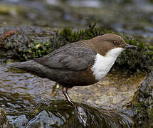 White-throated Dipper