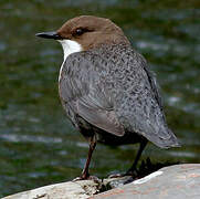 White-throated Dipper