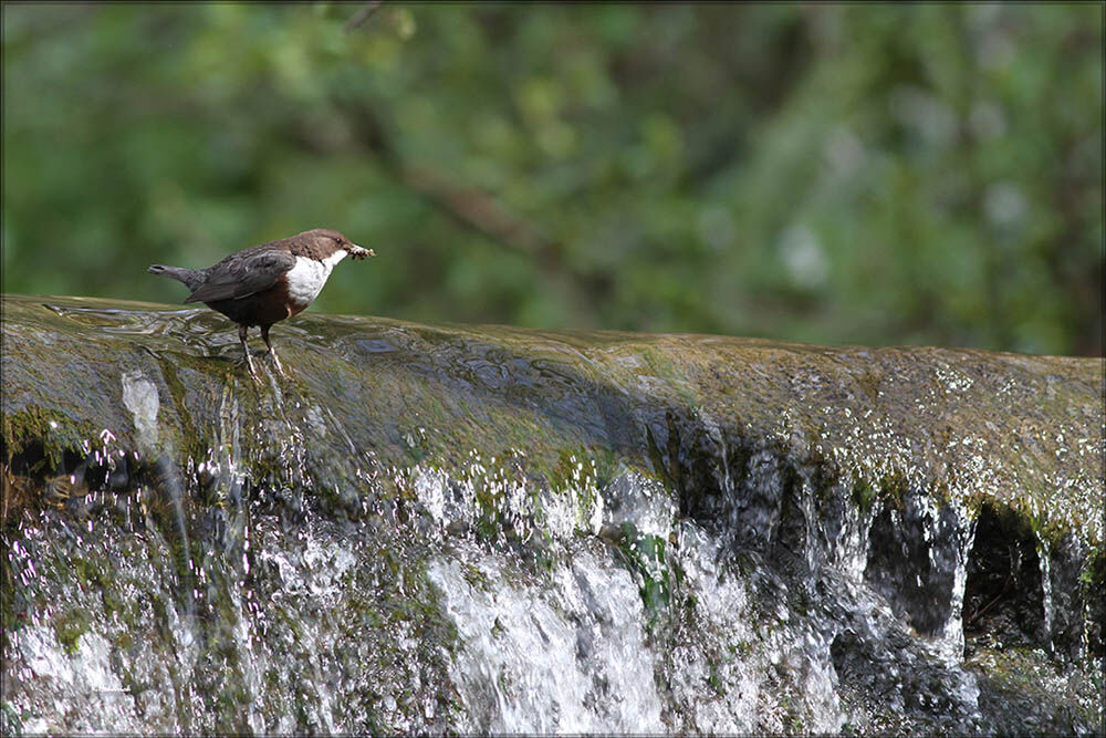 White-throated Dipper