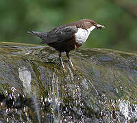 White-throated Dipper