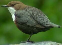 White-throated Dipper