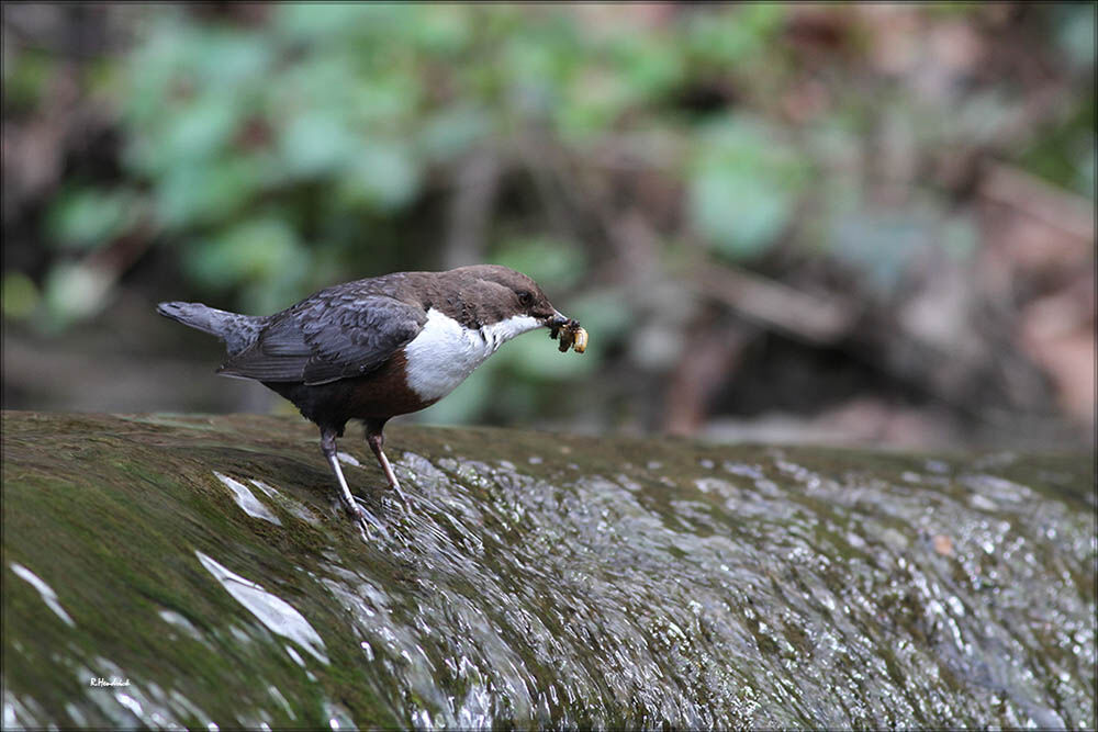 White-throated Dipper