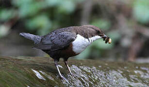 White-throated Dipper