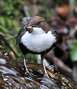 White-throated Dipper