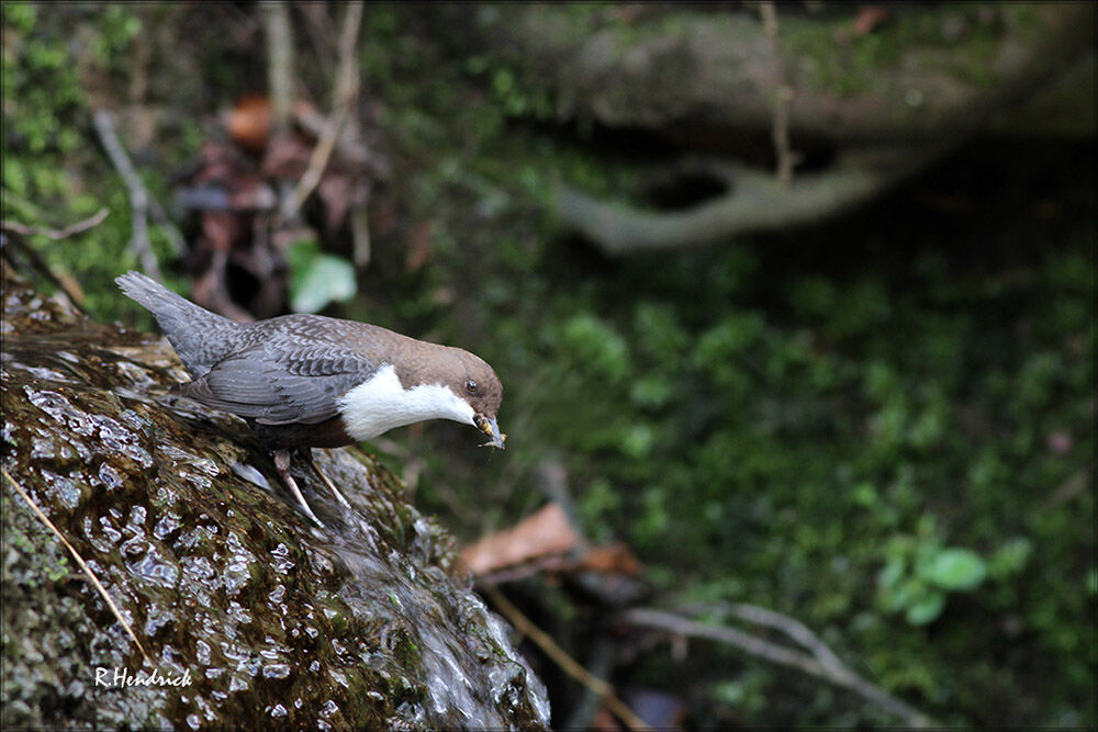 White-throated Dipper