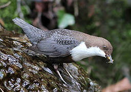 White-throated Dipper