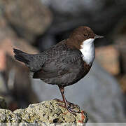 White-throated Dipper