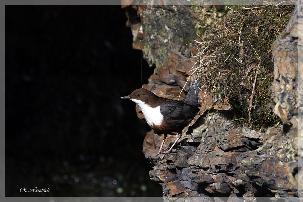 White-throated Dipper