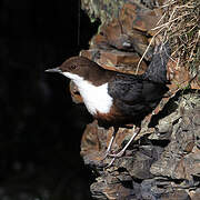 White-throated Dipper