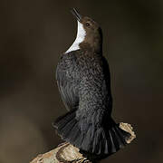 White-throated Dipper