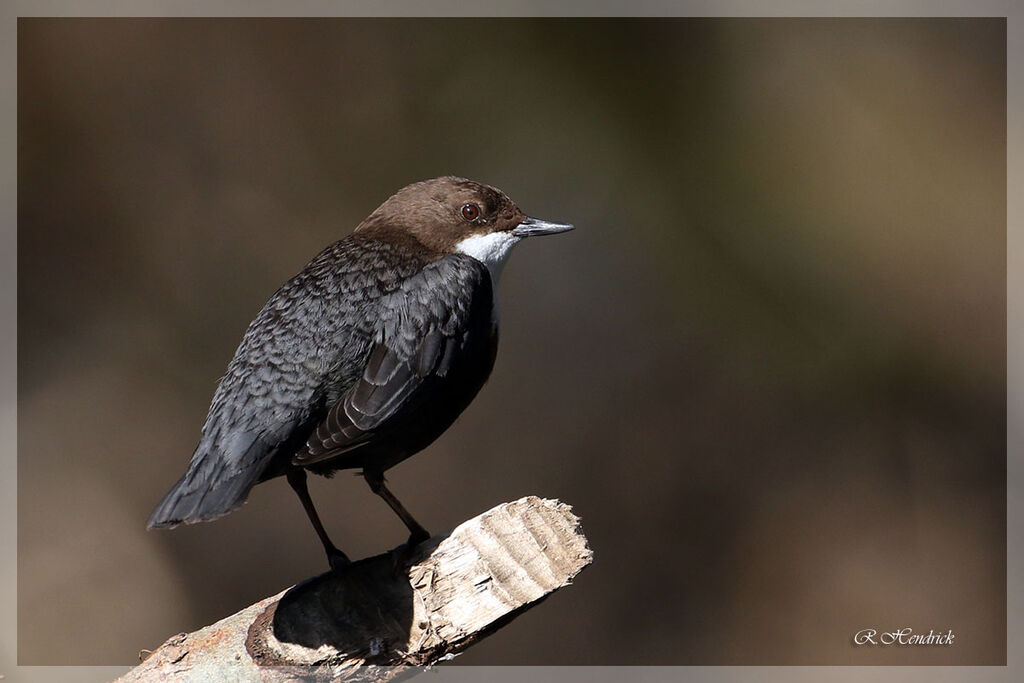 White-throated Dipper