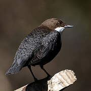 White-throated Dipper