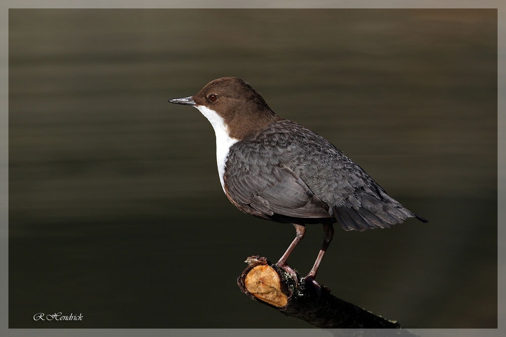 White-throated Dipper