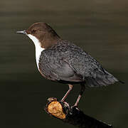 White-throated Dipper