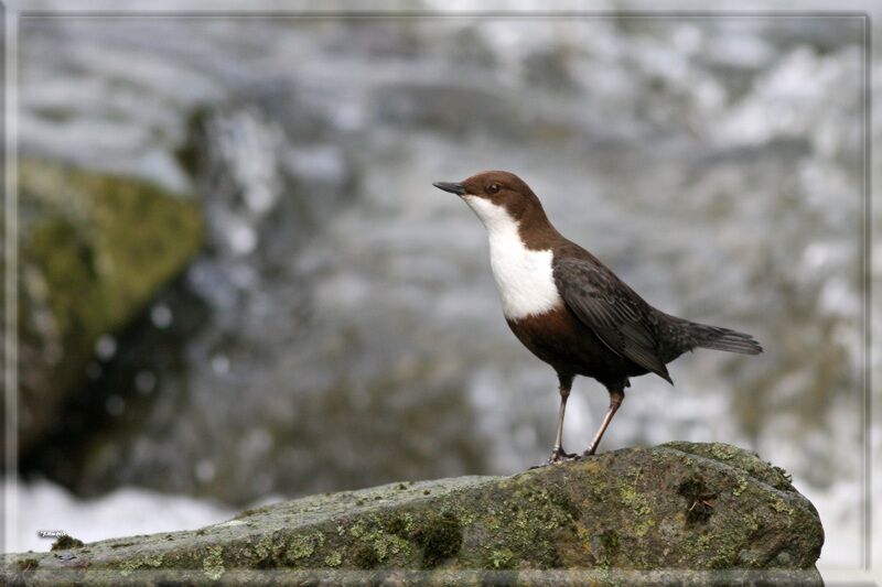 White-throated Dipper