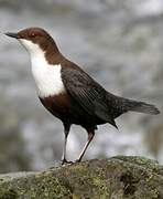 White-throated Dipper