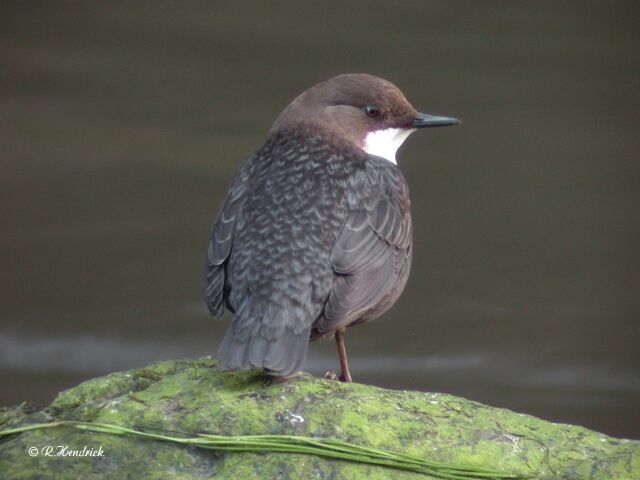 White-throated Dipper