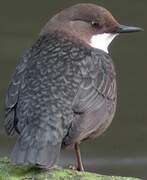 White-throated Dipper