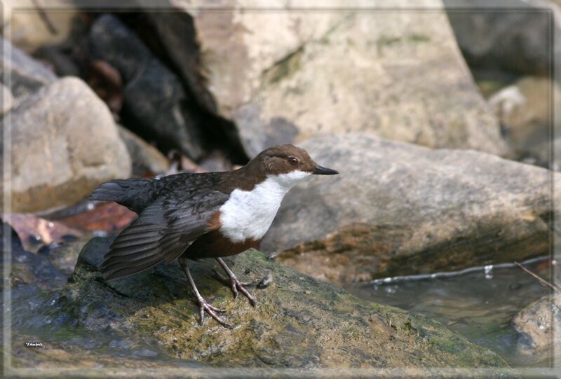 White-throated Dipper