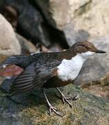 White-throated Dipper