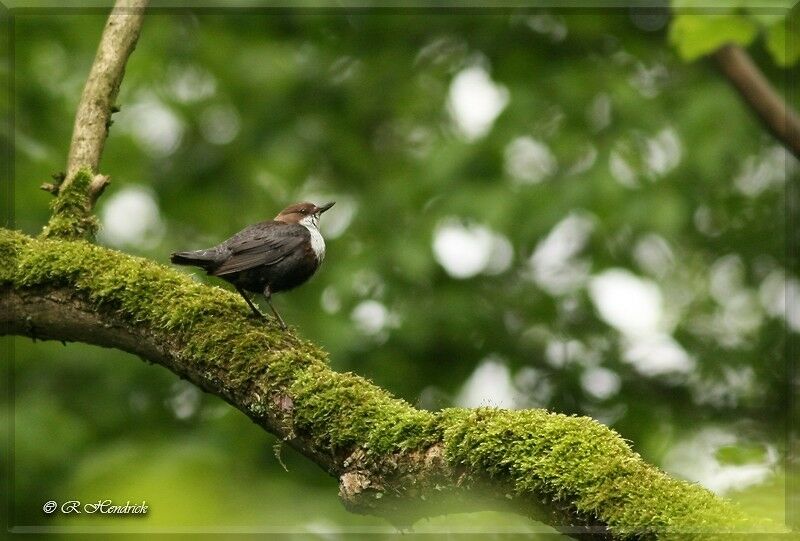 White-throated Dipper