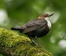 White-throated Dipper